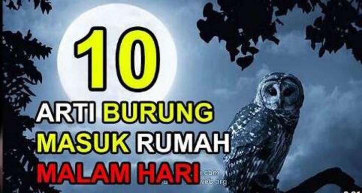 Rush Burung Anakan: Kehadiran yang Mengisi Hari-Hari Cilacap